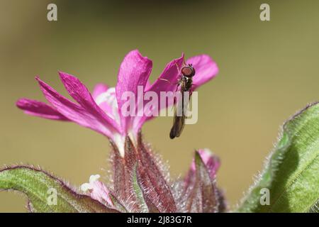 Männliche hoverfly Common Dainty, Baccha elongata aus der Familie Hoverflies (Syrphidae) auf Blüten der roten campion, rote Katzenfliege (Silene dioica), rosa Familie Stockfoto