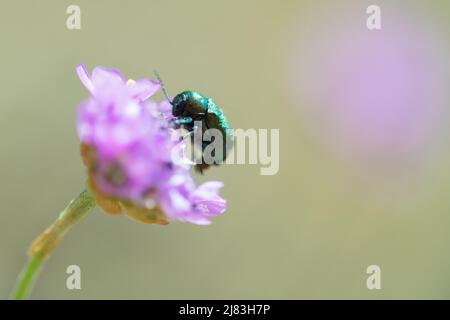 Grün-blauer Kasenträger (Cryptocephalus sericeus), über Blume kriechen und fressen, Allgäu, Bayern Stockfoto