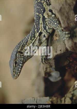 (Nilwaran Varanus niloticus) Stockfoto