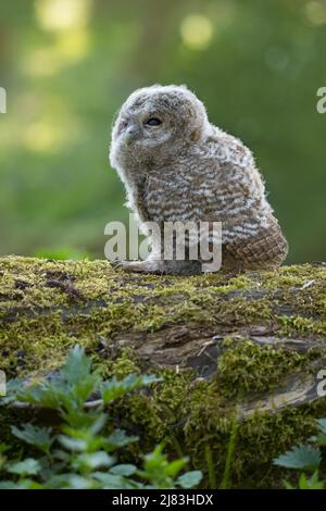 Waldkauz (Strix aluco), Nestling auf moosig totem Baumstamm auf Waldboden, Hattingen, Deutschland Stockfoto