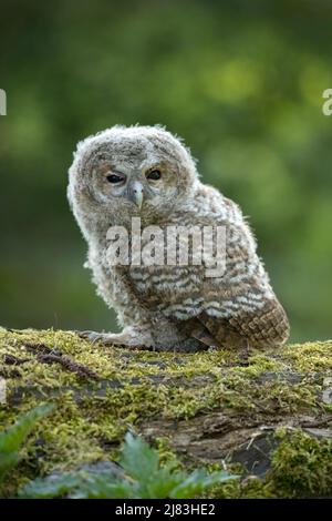 Waldkauz (Strix aluco), Nestling auf moosig totem Baumstamm auf Waldboden, Hattingen, Deutschland Stockfoto
