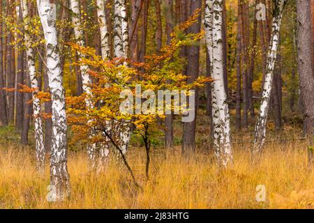 Herbststimmung im Wald mit Buchen-, Birken- und Kiefernbäumen, Naturschutzgebiet Mönchbruch, Rüsselsheim am Main, Hessen, Deutschland Stockfoto