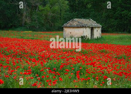 Wiese mit Mohn und altem Haus am Waldrand, in der Nähe von Gordes, Luberon, Frankreich Stockfoto