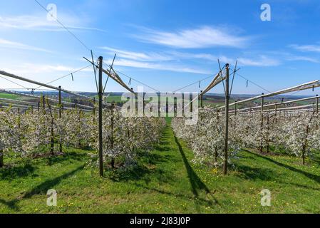 Blühende Wildkirsche (Prunus avium) mit Hagelnetzen, fränkisches Dorf hinten, Kirchrüsselbach, Oberfranken, Bayern, Deutschland Stockfoto