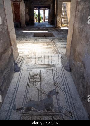 Bodenmosaik, Hund an der Kette, Pompeji, Kampanien, Italien Stockfoto