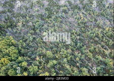 Luftaufnahme, umgefallte Baumstaemme in einem Wald, Bayern, Deutschland Stockfoto