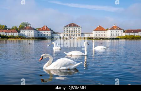 Schwäne schwimmen vor Schloss Nymphenburg, Schlossgarten, München, Bayern, Deutschland Stockfoto