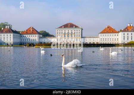 Schwäne schwimmen vor Schloss Nymphenburg, Schlossgarten, München, Bayern, Deutschland Stockfoto