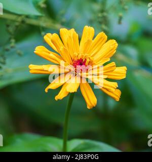 Sonnige gelbe Zinnia elegans. Zinnien sind einfach anzubauende Pflanzen für den Beginn der Gartenarbeit. Fröhliche Blume im Sommergarten. Stockfoto