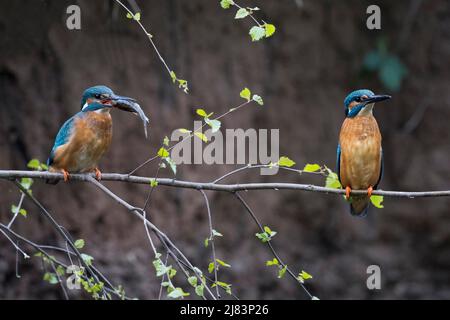 Eisvögel (Alcedo atthis), Paarungsfütterung, Männchen in auflachender Haltung nach der Übergabe des Fisches, Hessen, Deutschland Stockfoto