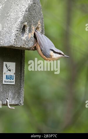 Eurasischer Nacktnatch (Sitta europaea) am Nistkasten, Emsland, Niedersachsen, Deutschland Stockfoto