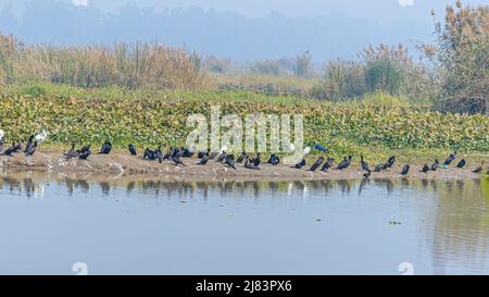 Einige Wasservögel sonnen sich und ruhen in der Nähe des Sees Stockfoto