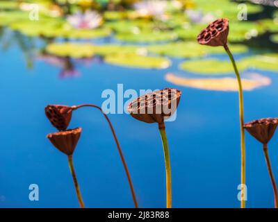 Anmutige getrocknete Lotusschoten, Nelumbo nucifera, in einem Lilypond. Stockfoto