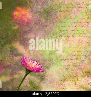 Skurrile rosa und orange Zinnia elegans in einem Garten mit texturierter Erde getönten künstlerischen Hintergrund und kopieren Raum für Text. Stockfoto