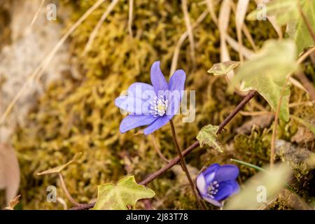 Wunderschöne lila Wildblumen, selbst im Garten der Eltern angebaut, um die Frühjahrssaison anzukündigen Stockfoto