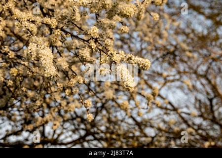 Schöne Frühjahrssaison mit Kirschbäumen, die in der Stadt Zagreb, Kroatien blühen, wenn die Natur aus der Wintersaison erwacht Stockfoto