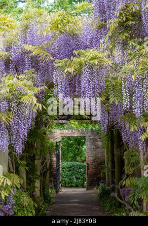 Glyzinien-Tunnel in den Eastcote House Gardens, London Borough of Hillingdon. Fotografiert an einem sonnigen Tag Mitte Mai, wenn die violetten Blüten in voller Blüte sind Stockfoto