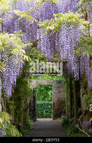 Glyzinien-Tunnel in den Eastcote House Gardens, London Borough of Hillingdon. Fotografiert an einem sonnigen Tag Mitte Mai, wenn die violetten Blüten in voller Blüte sind Stockfoto