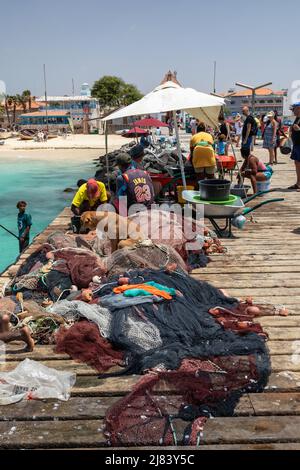 Touristenattraktion in Santa Maria, Sal Island, Kapverdischen Inseln, Afrika, wenn die Fischer jeden Morgen ihren Fang mitbringen. Stockfoto