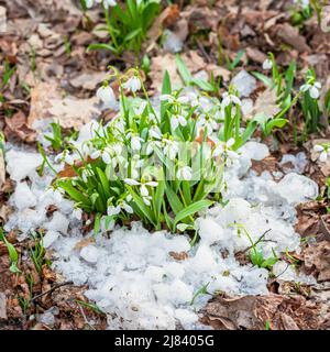 Die ersten Blüten im Wald, eine Gruppe wilder Schneeglöckchen im Schnee zwischen den im letzten Jahr gefallenen Blättern. Frühjahrskonzept Stockfoto