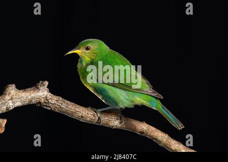 Ein grüner Honigkräher (Chlorophanes spiza) aus dem atlantischen Regenwald im Südosten Brasiliens Stockfoto