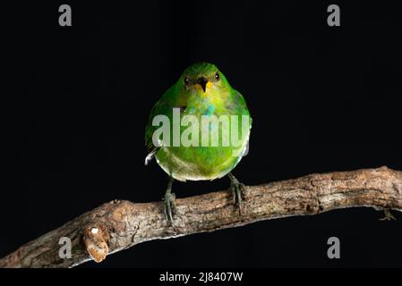 Ein grüner Honigkräher (Chlorophanes spiza) aus dem atlantischen Regenwald im Südosten Brasiliens Stockfoto