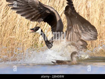 Eine Kanadagänse zeigt während der Frühjahrssaison im Seedskadee National Wildlife Refugee in Sweetwater County, Wyoming, ein territoriales Verhalten um das Nistgebiet. Stockfoto