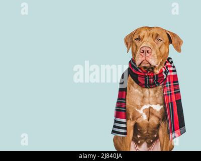Liebenswerter brauner Hund. Nahaufnahme, drinnen. Isolierter Hintergrund. Haustierpflegekonzept Stockfoto
