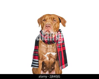Liebenswerter brauner Hund. Nahaufnahme, drinnen. Isolierter Hintergrund. Haustierpflegekonzept Stockfoto