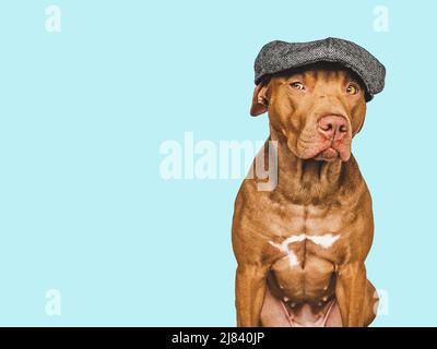 Liebenswerter brauner Hund. Nahaufnahme, drinnen. Isolierter Hintergrund. Haustierpflegekonzept Stockfoto