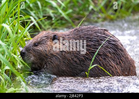 Fütterung nordamerikanischer Biber (Castor canadensis) Stockfoto