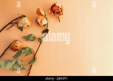 Draufsicht auf getrocknete Rosen auf hellem Hintergrund mit Kopierraum Stockfoto