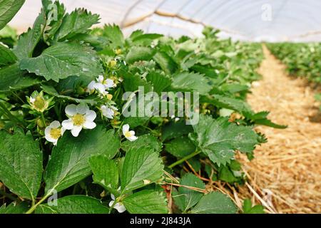 Blühende Erdbeerfrucht Pflanzen mit withe Blumen unter Tunnel Kuppel Gewächshaus Stockfoto