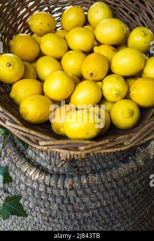 Vintage Weidenkorb gefüllt mit reifen Zitronen. Stockfoto