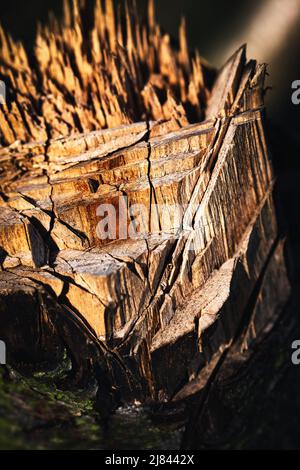 Natur Hintergrund oder Textur abstrakte Detail gefällten Stamm Stockfoto
