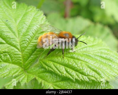 WALDBIENE Andrena fulva. Foto: Tony Gale Stockfoto