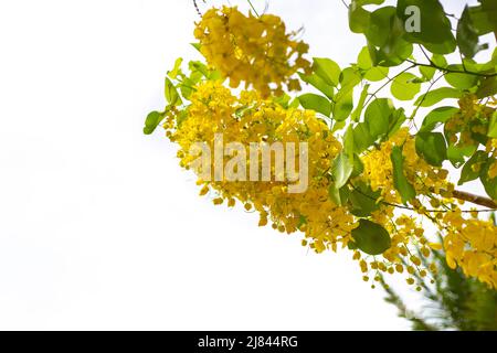 Blütenstand von leuchtend gelben Cassia-Fistelblüten auf weißem Hintergrund, Platz für Text. Tropische Pflanzen Asiens. Stockfoto