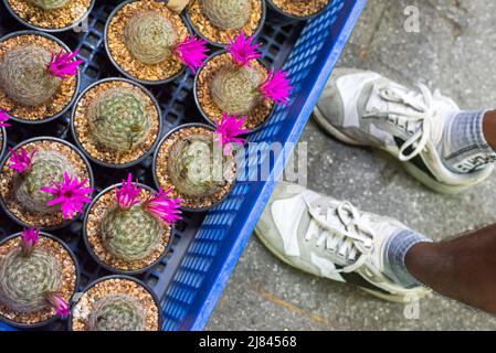 Kakteen blühen in einem Pflanzenladen mit rosa Blüten. Chatuchak Plant Market, Bangkok, Thailand. Stockfoto