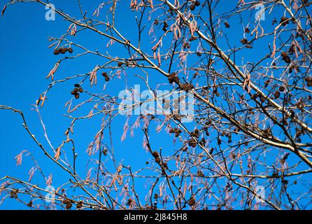 Natur saisonalen Hintergrund Erle Zweige auf blauen Himmel Stockfoto