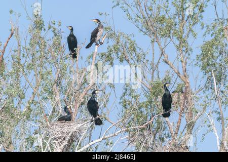 Great Cormorant, Phalacrocorax carbo, mehrere Vögel stehen in Bäumen in Brutkolonie, Ultima Frontiera, Rumänien, 27. April 2022 Stockfoto