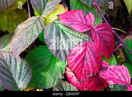 Saisonaler Hintergrund herbstliche bunte Blätter von Brombeeren Stockfoto