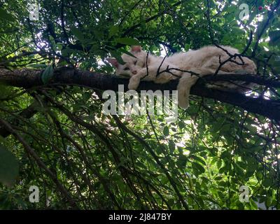 Weiße Katze schläft auf einem Kirschbaum Ast. Stockfoto