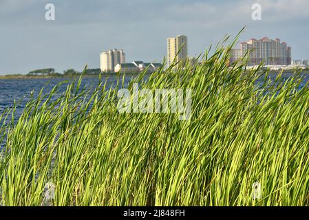 Natürliche Gräser am Wasserrand, entlang des Lake Shelby im Gulf State Park, entlang der Küstengemeinde von Gulf Shores, Alabama, USA Stockfoto