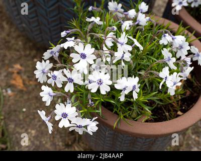 Phlox subulata Bavaria blüht in einem Gartenbehälter Stockfoto