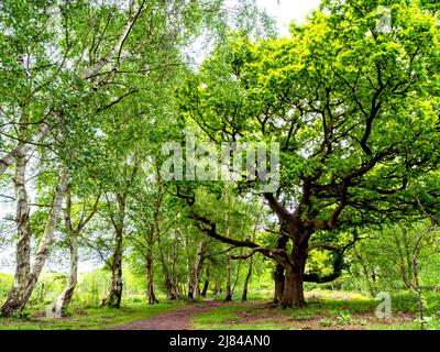 Bäume in einem Wald mit frischem, grünem Laub Stockfoto