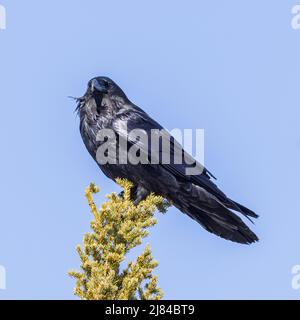 Ein gewöhnlicher Rabe in Alaska Stockfoto