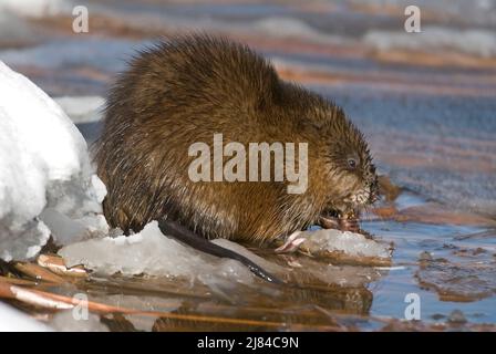 Bisamratte, (Ondatra zibethicus), Essen am Teichrand, Spätswinter, E USA, von Skip Moody/Dembinsky Photo Assoc Stockfoto