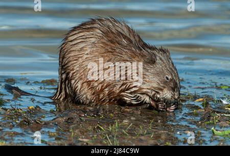 Bisamratte, (Ondatra zibethicus), Essen am Rand des Teiches, E USA, von Skip Moody/Dembinsky Photo Assoc Stockfoto