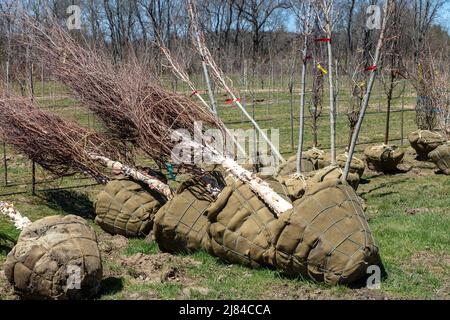 Junge Bäume im Kindergarten, bepflanzt, Spring, E USA, von James D Coppinger/Dembinsky Photo Assoc Stockfoto