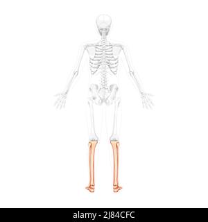 Skelett Bein Tibia, Fibula, Fuß menschliche Rückenansicht mit zwei Arm offenen Posen mit teilweise transparenter Knochenposition. Anatomisch korrekte realistische flache Vektordarstellung isoliert auf weißem Hintergrund Stock Vektor